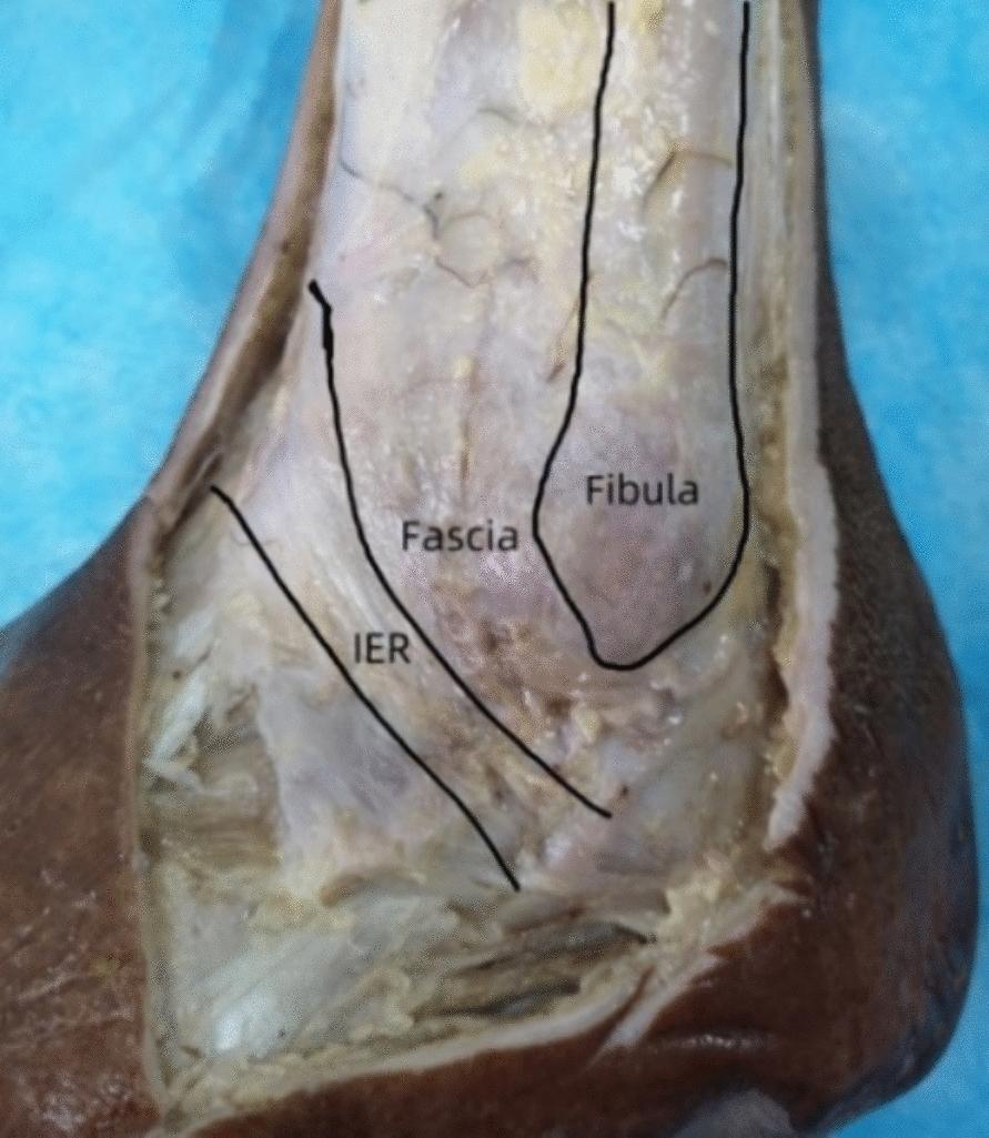 https://cdn.ncbi.nlm.nih.gov/pmc/blobs/6ce3/11289923/68e8975a378e/13018_2024_4916_Fig1_HTML.jpg