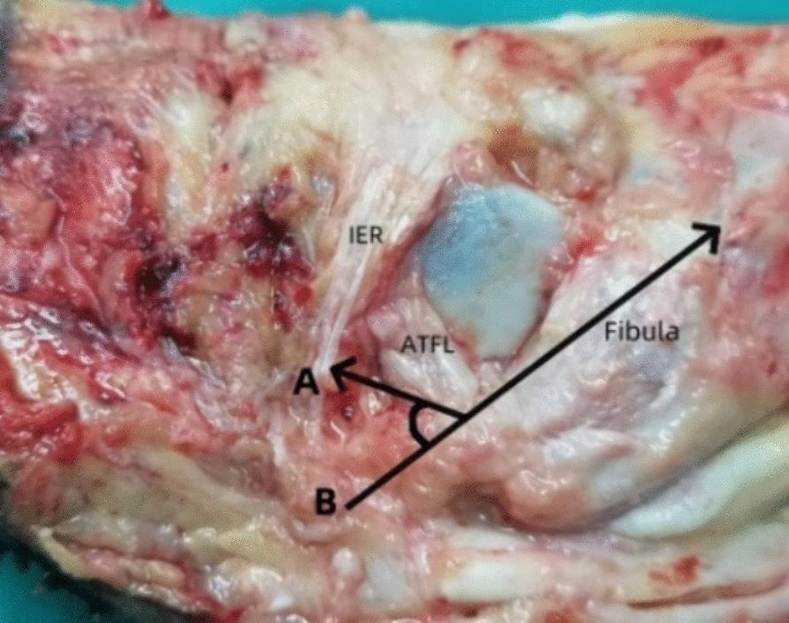 https://cdn.ncbi.nlm.nih.gov/pmc/blobs/6ce3/11289923/bf8f3585d232/13018_2024_4916_Fig5_HTML.jpg