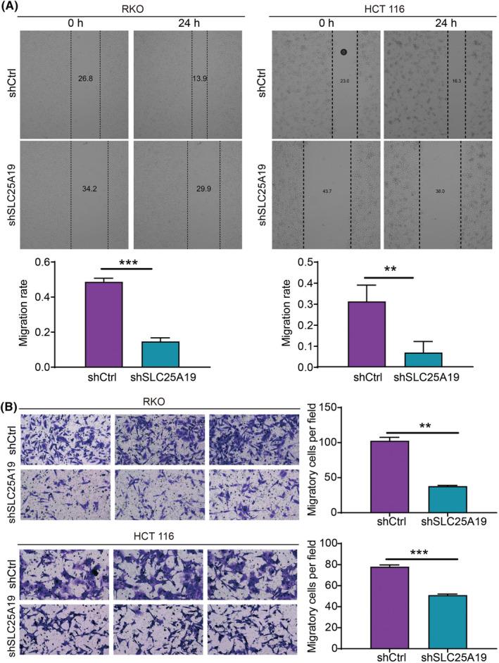https://cdn.ncbi.nlm.nih.gov/pmc/blobs/6ce5/11440145/9d1e7e0c856b/CAM4-13-e70253-g005.jpg
