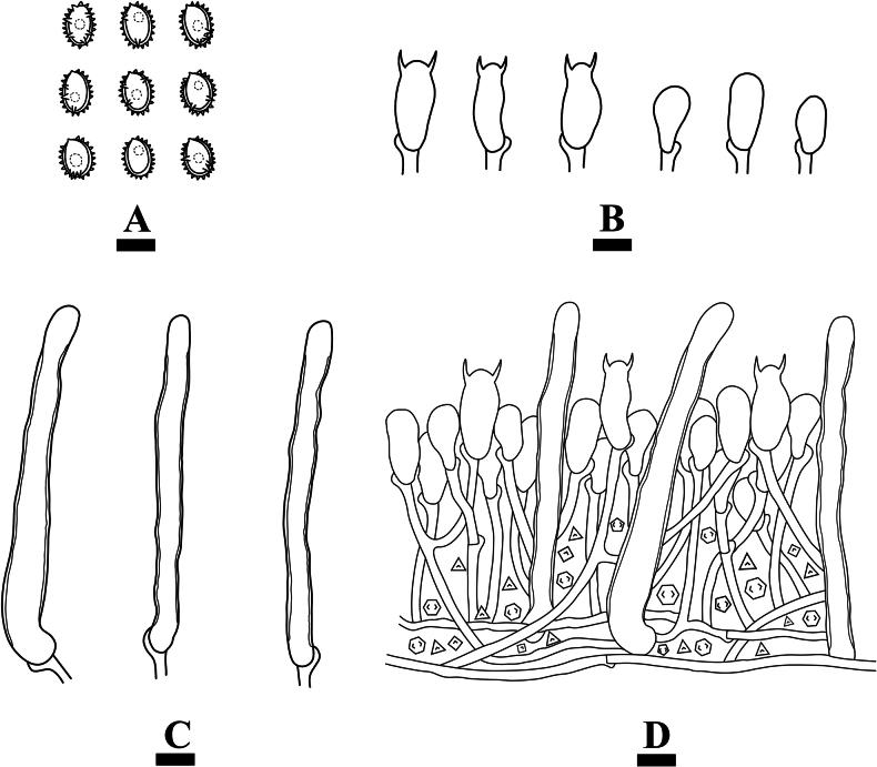 https://cdn.ncbi.nlm.nih.gov/pmc/blobs/6ce7/11840434/4cdf6fc5c152/mycokeys-113-237-g011.jpg