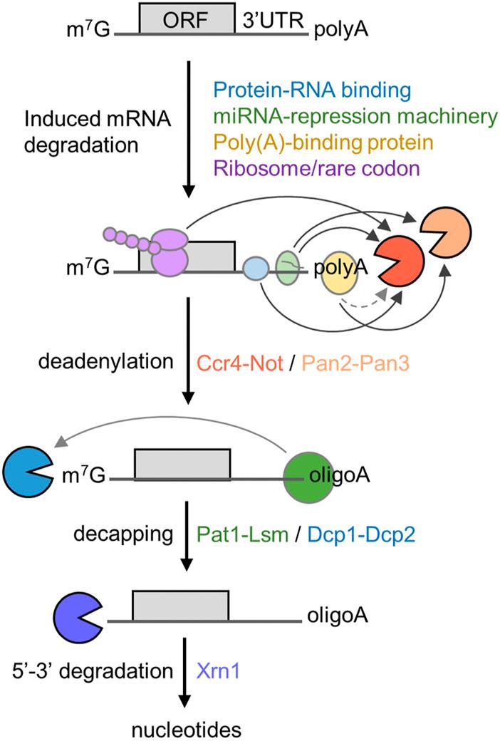 https://cdn.ncbi.nlm.nih.gov/pmc/blobs/6ce8/10157403/a07090250d71/fcell-11-1153624-g001.jpg