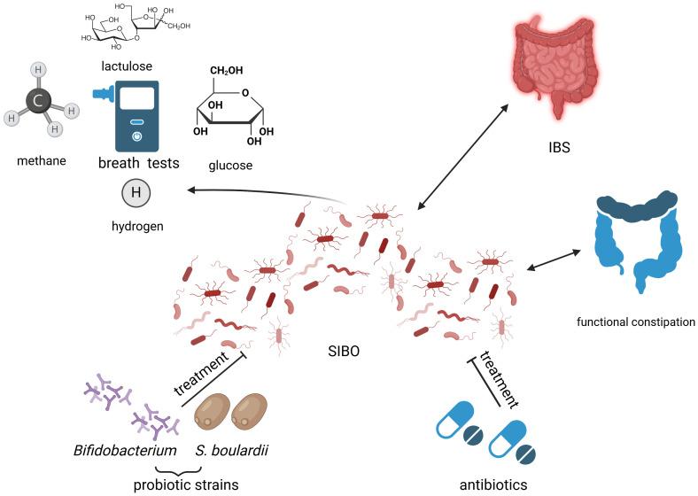 https://cdn.ncbi.nlm.nih.gov/pmc/blobs/6ce8/11236546/9ab5e07c96a1/fcimb-14-1431660-g003.jpg
