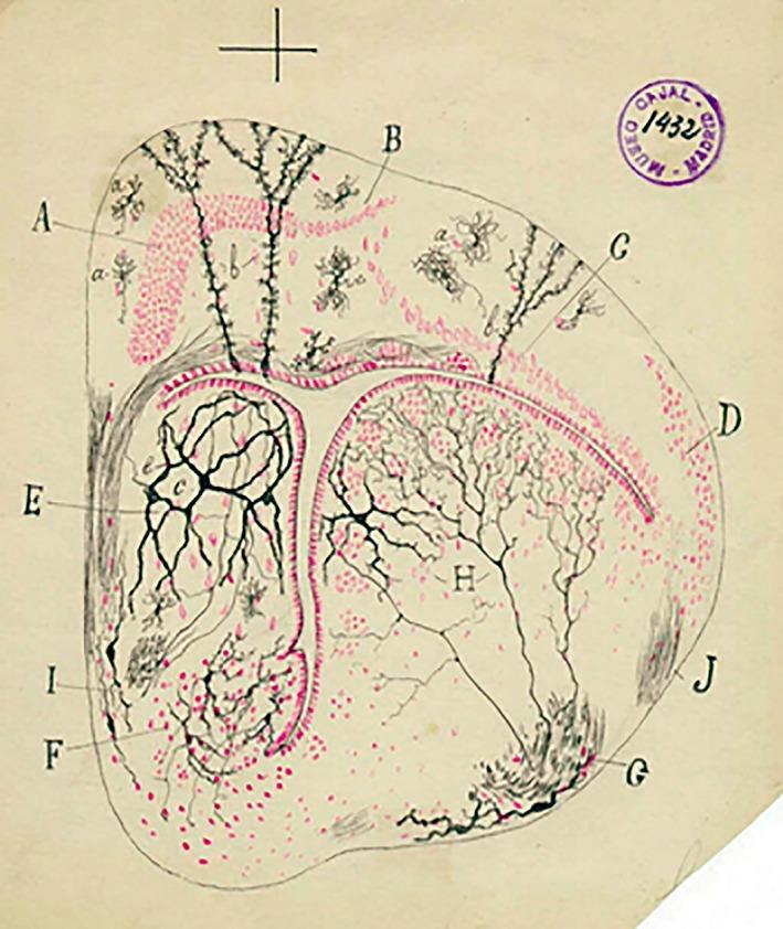 https://cdn.ncbi.nlm.nih.gov/pmc/blobs/6ce8/7217191/5e844d62516b/AR-303-1189-g008.jpg