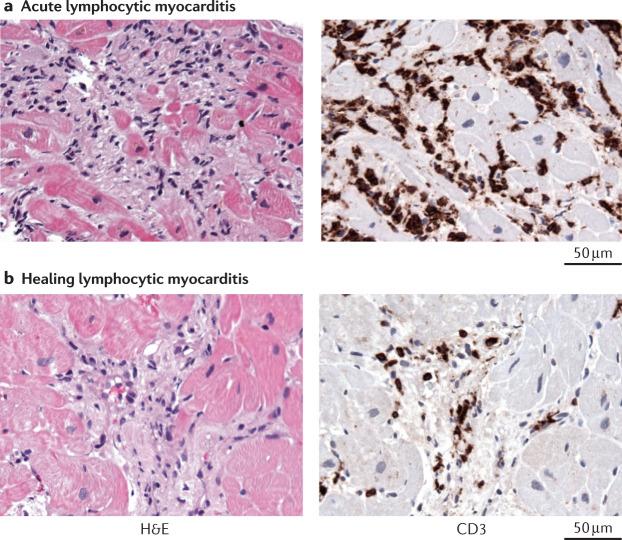 https://cdn.ncbi.nlm.nih.gov/pmc/blobs/6ce8/7548534/3e805188f6d1/41569_2020_435_Fig3_HTML.jpg