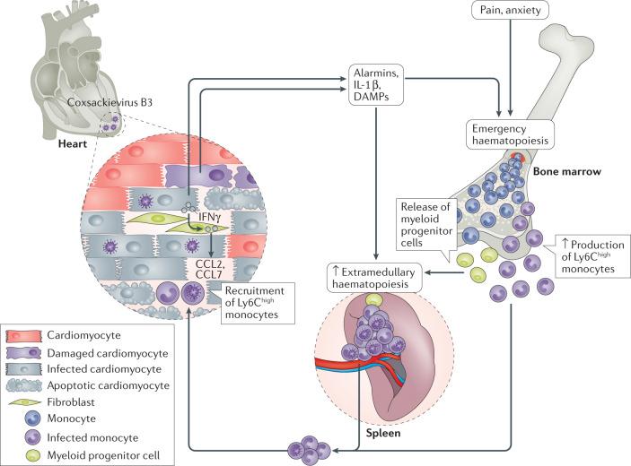 https://cdn.ncbi.nlm.nih.gov/pmc/blobs/6ce8/7548534/b2d9c2d782fe/41569_2020_435_Fig2_HTML.jpg