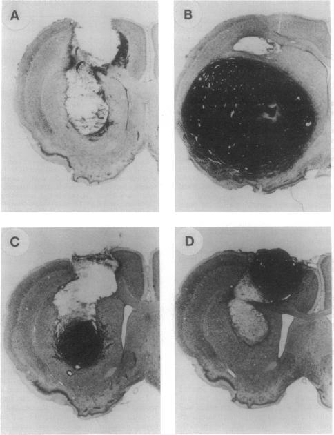 https://cdn.ncbi.nlm.nih.gov/pmc/blobs/6ce9/43782/f71e0fd1f00a/pnas01132-0257-a.jpg