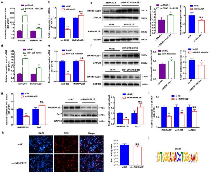 https://cdn.ncbi.nlm.nih.gov/pmc/blobs/6cf6/10093610/30798f4e6e23/cells-12-01028-g005.jpg