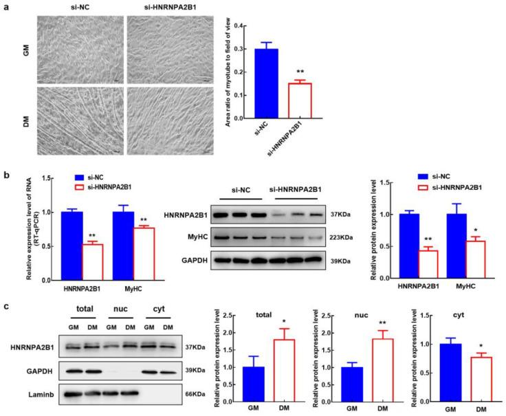 https://cdn.ncbi.nlm.nih.gov/pmc/blobs/6cf6/10093610/4b83e9016117/cells-12-01028-g006.jpg