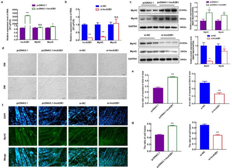 https://cdn.ncbi.nlm.nih.gov/pmc/blobs/6cf6/10093610/6daae5779db8/cells-12-01028-g003.jpg