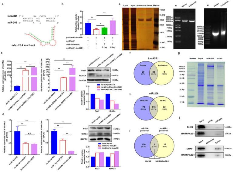 https://cdn.ncbi.nlm.nih.gov/pmc/blobs/6cf6/10093610/b80e88f3098f/cells-12-01028-g004.jpg