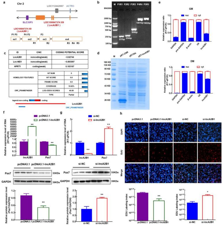 https://cdn.ncbi.nlm.nih.gov/pmc/blobs/6cf6/10093610/da6040a2b252/cells-12-01028-g002.jpg