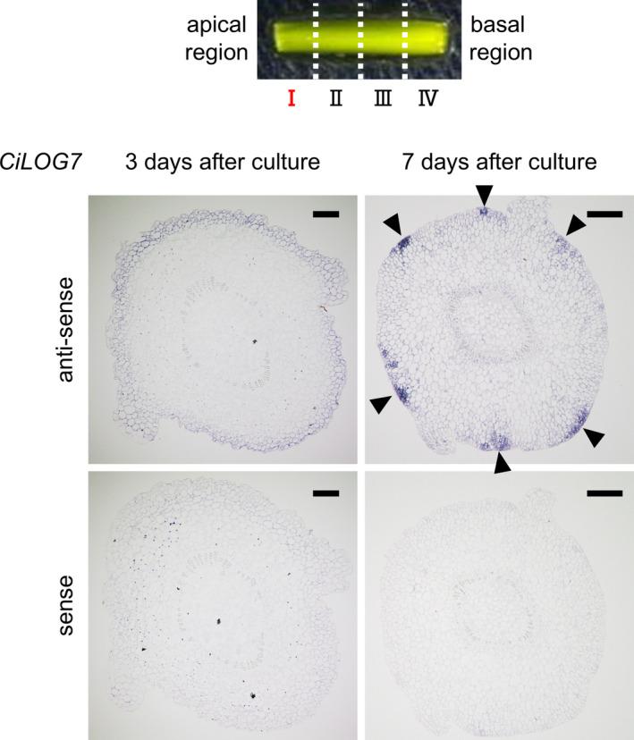 https://cdn.ncbi.nlm.nih.gov/pmc/blobs/6cf9/11670440/6b00257760fd/PPL-177-e70023-g002.jpg