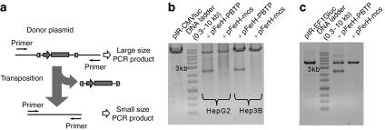 https://cdn.ncbi.nlm.nih.gov/pmc/blobs/6cfc/2862518/2824ff6a0e53/mt2009302f5.jpg