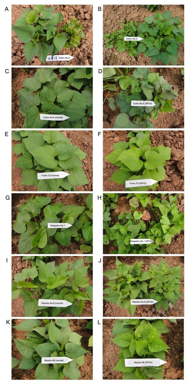 https://cdn.ncbi.nlm.nih.gov/pmc/blobs/6cfc/7238082/466345915a6c/plants-09-00492-g003.jpg