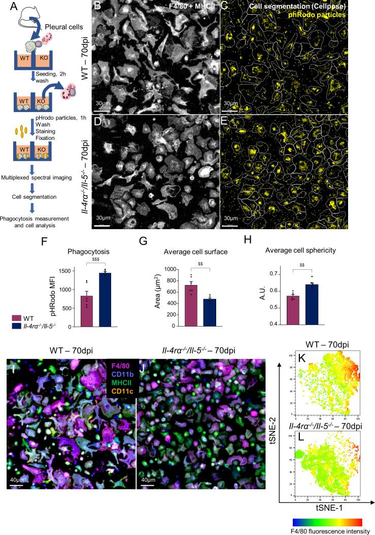 https://cdn.ncbi.nlm.nih.gov/pmc/blobs/6d00/9637854/cf88a3f9b81c/fimmu-13-866373-g003.jpg