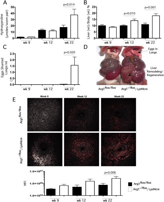 https://cdn.ncbi.nlm.nih.gov/pmc/blobs/6d03/2660425/b0383dc3bab6/ppat.1000371.g002.jpg