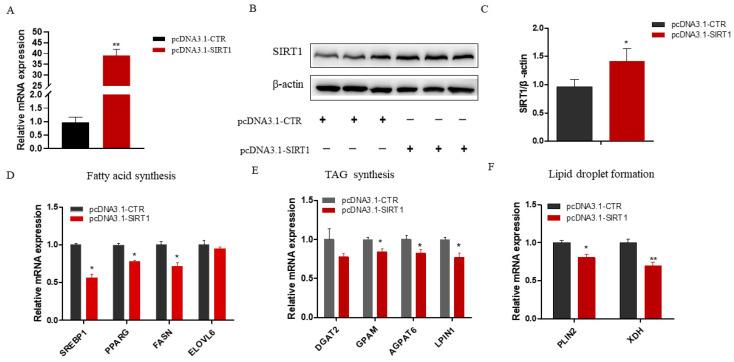 https://cdn.ncbi.nlm.nih.gov/pmc/blobs/6d04/11432623/3ff37826ba3b/ijms-25-09923-g003.jpg