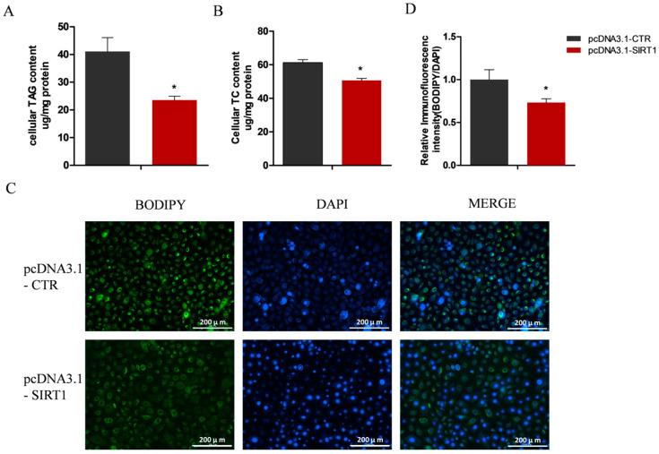 https://cdn.ncbi.nlm.nih.gov/pmc/blobs/6d04/11432623/f631088532c5/ijms-25-09923-g005.jpg