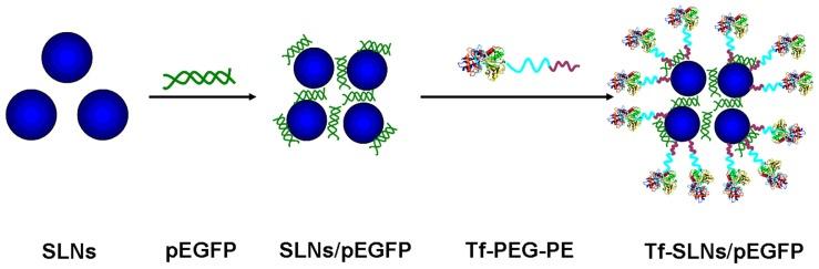 https://cdn.ncbi.nlm.nih.gov/pmc/blobs/6d06/3367492/09680d4dc057/ijn-7-2513f3.jpg