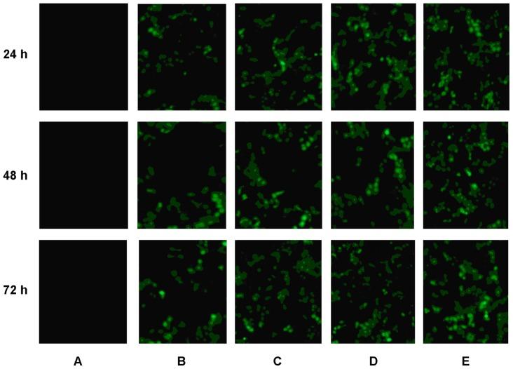 https://cdn.ncbi.nlm.nih.gov/pmc/blobs/6d06/3367492/727d649dff96/ijn-7-2513f9.jpg