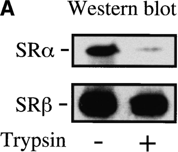 https://cdn.ncbi.nlm.nih.gov/pmc/blobs/6d07/2156146/00939a081528/JCB9905044.f4a.jpg
