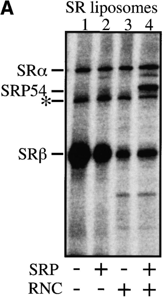 https://cdn.ncbi.nlm.nih.gov/pmc/blobs/6d07/2156146/ca0b574fe638/JCB9905044.f3a.jpg