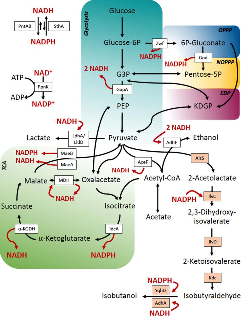 https://cdn.ncbi.nlm.nih.gov/pmc/blobs/6d09/7789792/755680a50572/13068_2020_1862_Fig2_HTML.jpg
