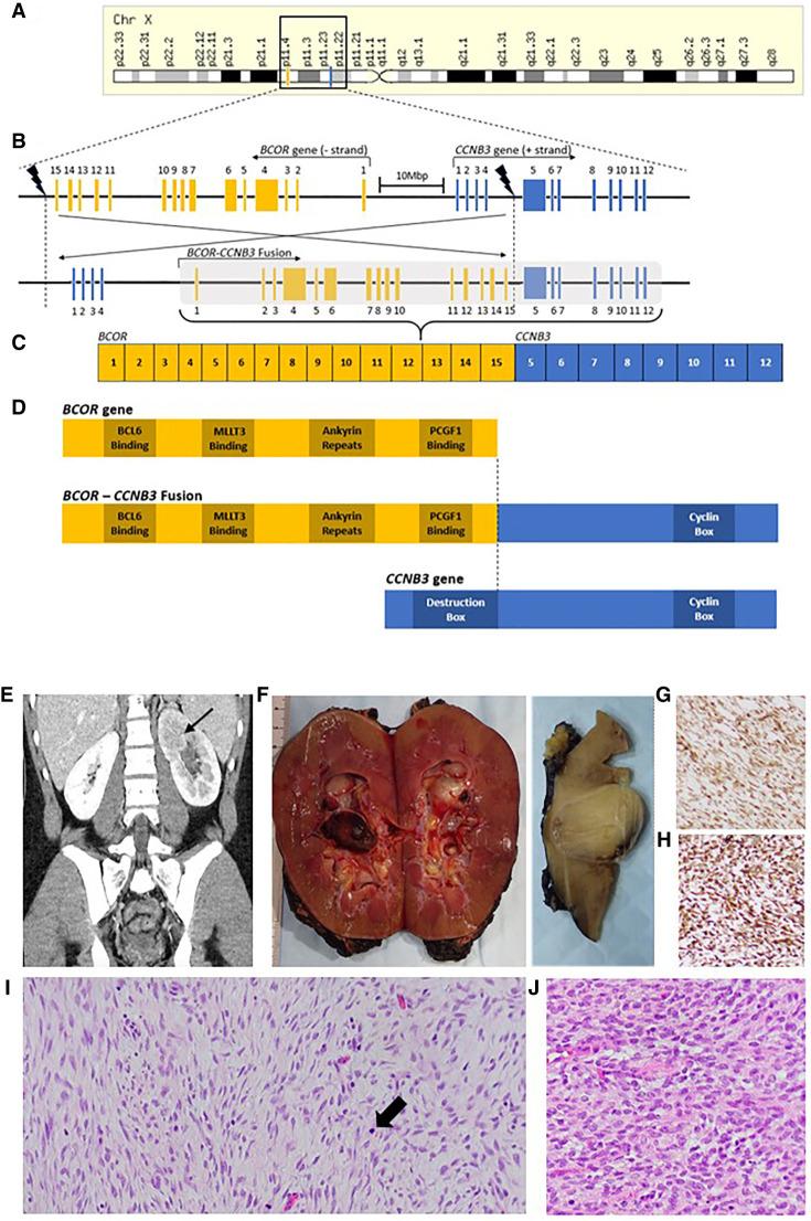 https://cdn.ncbi.nlm.nih.gov/pmc/blobs/6d0c/8744494/7ee843518582/MCS005942Hag_F1.jpg