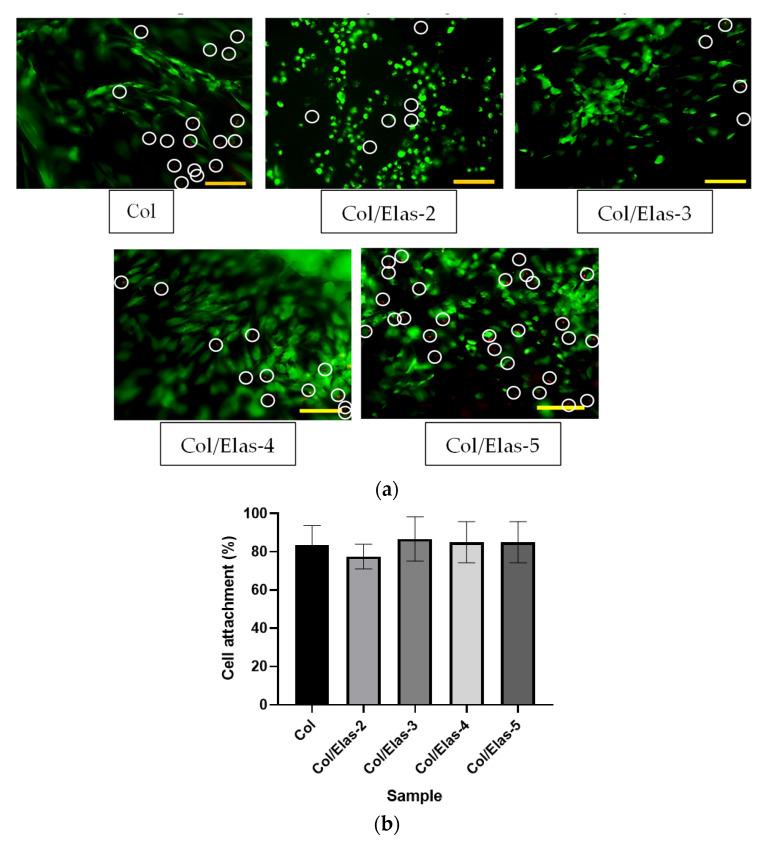 https://cdn.ncbi.nlm.nih.gov/pmc/blobs/6d0d/10143773/7f6ddd00b207/polymers-15-01929-g004a.jpg