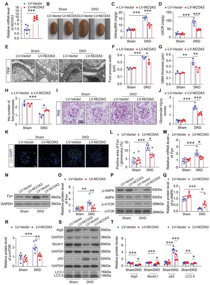 https://cdn.ncbi.nlm.nih.gov/pmc/blobs/6d10/11109634/4be3cb441f7f/ADVS-11-2308378-g005.jpg