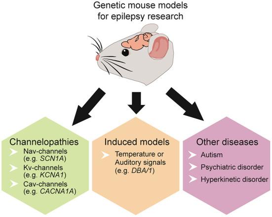https://cdn.ncbi.nlm.nih.gov/pmc/blobs/6d10/9853197/5ab2e98b6510/fneur-13-1040648-g0003.jpg