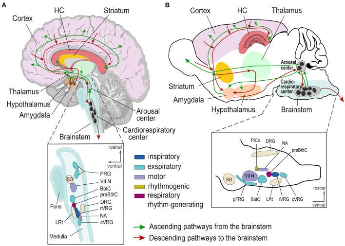 https://cdn.ncbi.nlm.nih.gov/pmc/blobs/6d10/9853197/e61b14a25894/fneur-13-1040648-g0002.jpg