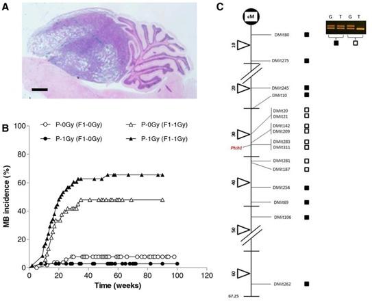 https://cdn.ncbi.nlm.nih.gov/pmc/blobs/6d12/4742164/930a98f99ab2/oncotarget-06-36098-g001.jpg