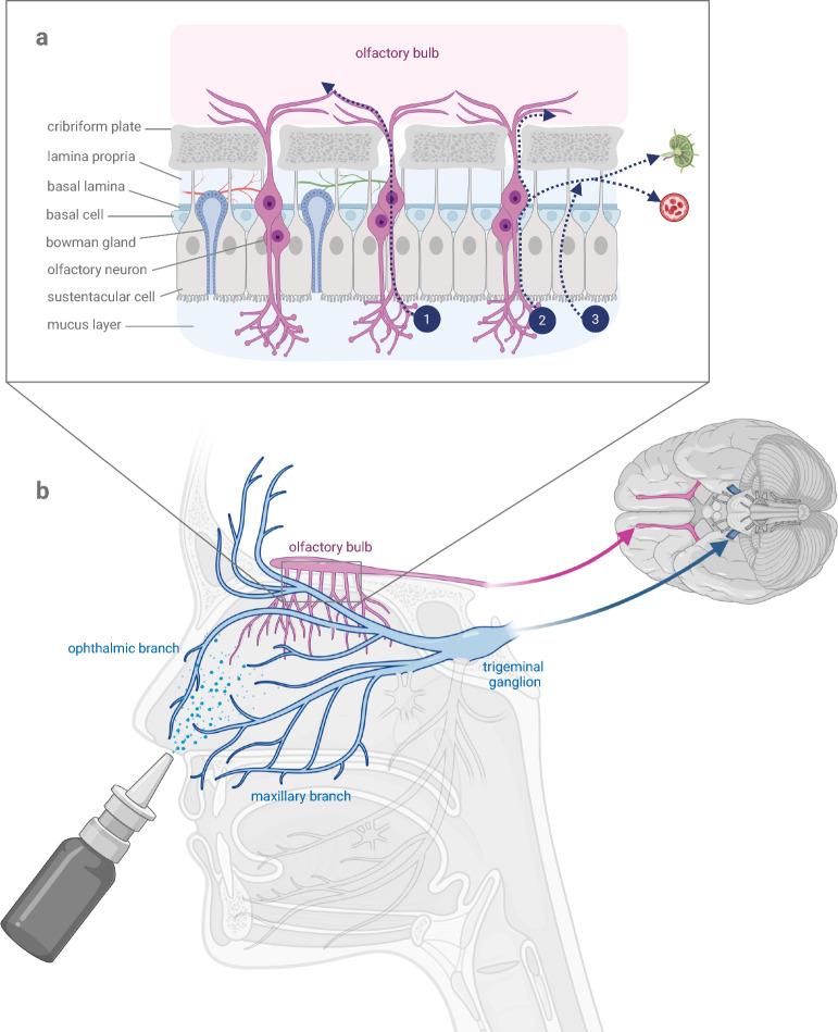 https://cdn.ncbi.nlm.nih.gov/pmc/blobs/6d16/12090632/f264aeba6439/40035_2025_481_Fig1_HTML.jpg