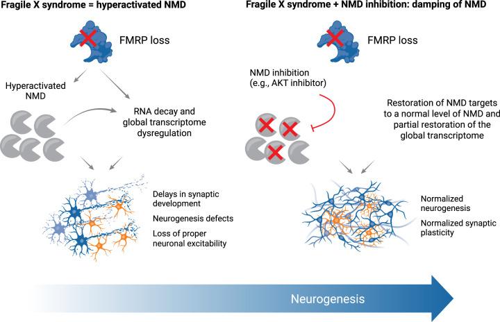 https://cdn.ncbi.nlm.nih.gov/pmc/blobs/6d1d/11874985/962b0d06b931/333f04.jpg