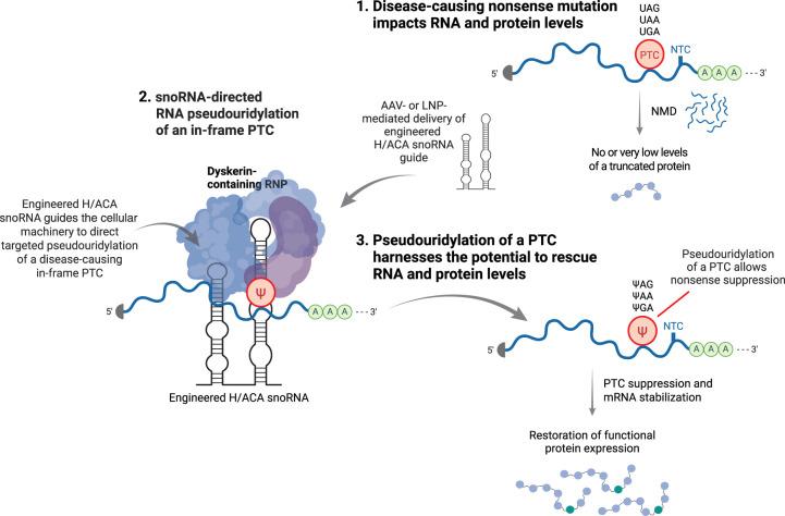 https://cdn.ncbi.nlm.nih.gov/pmc/blobs/6d1d/11874985/a29f94251c01/333f03.jpg