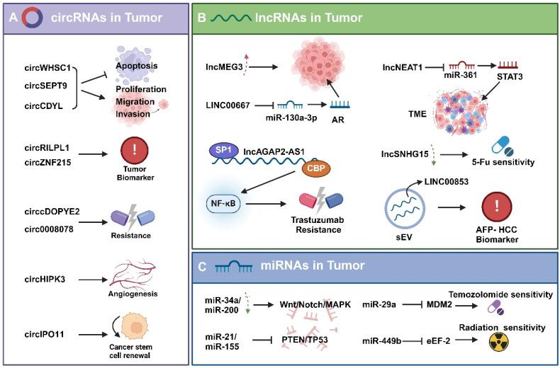 https://cdn.ncbi.nlm.nih.gov/pmc/blobs/6d1d/12080384/7359affd5591/ijbsv21p2991g002.jpg