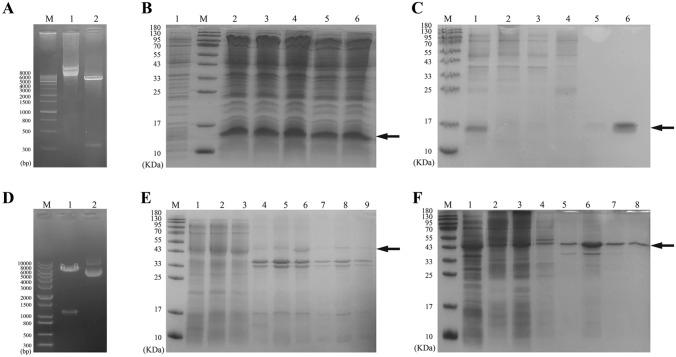 https://cdn.ncbi.nlm.nih.gov/pmc/blobs/6d22/10170423/8b347f088b88/203_2023_3576_Fig1_HTML.jpg