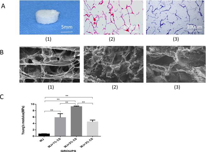 https://cdn.ncbi.nlm.nih.gov/pmc/blobs/6d23/8007499/5586afb6522a/10856_2021_6506_Fig2_HTML.jpg