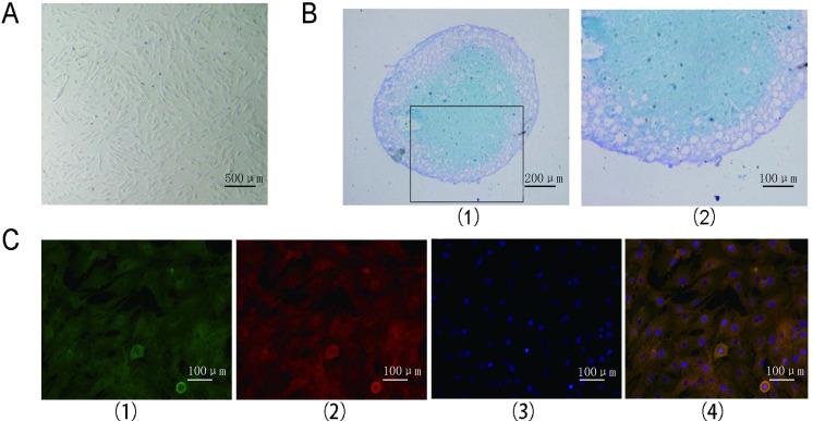 https://cdn.ncbi.nlm.nih.gov/pmc/blobs/6d23/8007499/c8c56259fdcf/10856_2021_6506_Fig1_HTML.jpg