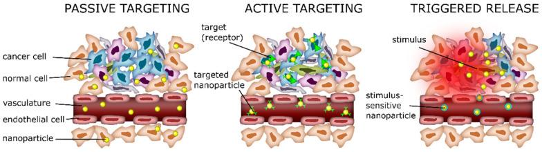 https://cdn.ncbi.nlm.nih.gov/pmc/blobs/6d25/11476567/7f8b3f901e8d/ijms-25-10712-g007.jpg