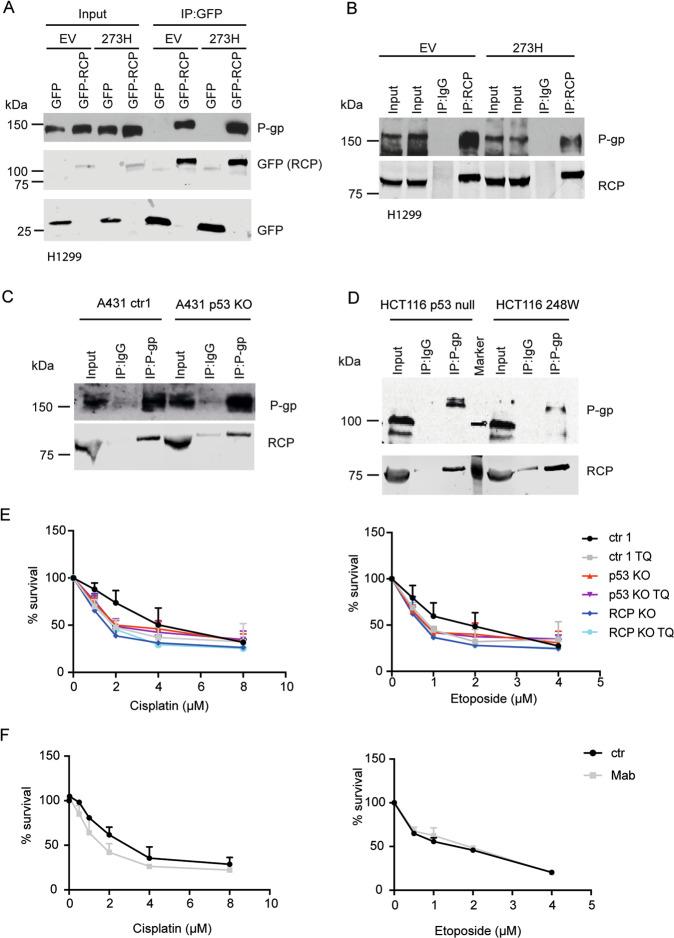 https://cdn.ncbi.nlm.nih.gov/pmc/blobs/6d25/7904762/0b1e61f09422/41419_2021_3497_Fig3_HTML.jpg