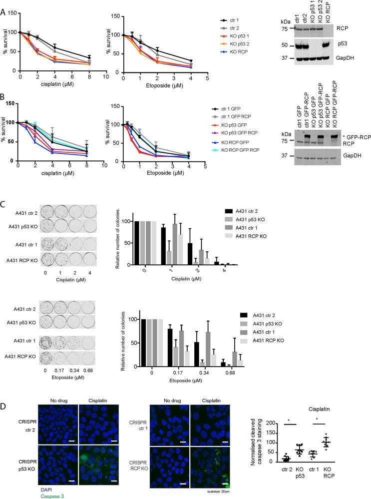https://cdn.ncbi.nlm.nih.gov/pmc/blobs/6d25/7904762/cbdf54071899/41419_2021_3497_Fig1_HTML.jpg