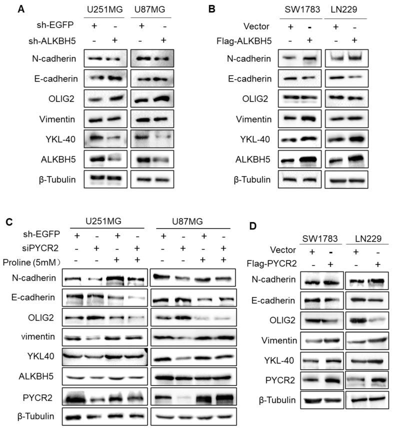 https://cdn.ncbi.nlm.nih.gov/pmc/blobs/6d27/10266253/669bd99f75e9/jcav14p1579g005.jpg