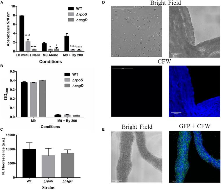 https://cdn.ncbi.nlm.nih.gov/pmc/blobs/6d2c/7769011/ddf45fc5e2c2/fmicb-11-613704-g004.jpg