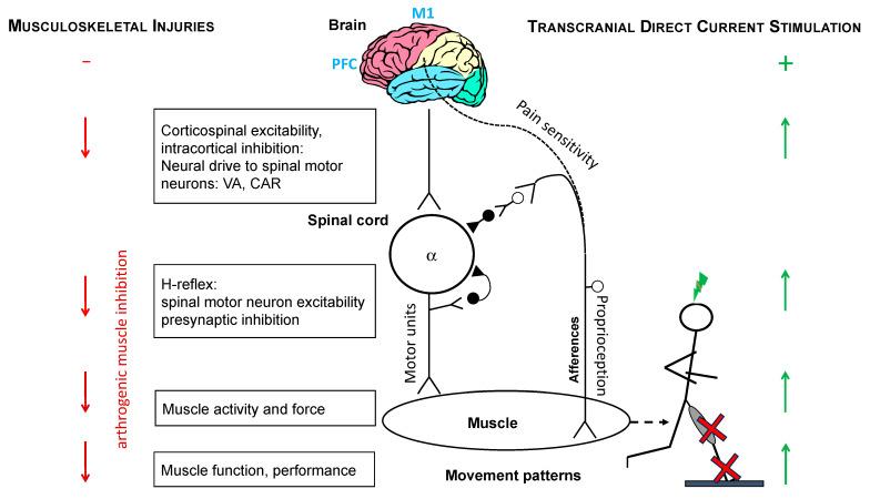 https://cdn.ncbi.nlm.nih.gov/pmc/blobs/6d2d/11853165/304b3c4adbbe/brainsci-15-00101-g001.jpg