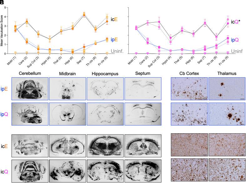 https://cdn.ncbi.nlm.nih.gov/pmc/blobs/6d31/11317562/9796285fb9d4/pnas.2402726121fig02.jpg