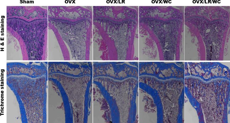 https://cdn.ncbi.nlm.nih.gov/pmc/blobs/6d31/12116856/13d533e37576/41598_2025_2089_Fig5_HTML.jpg