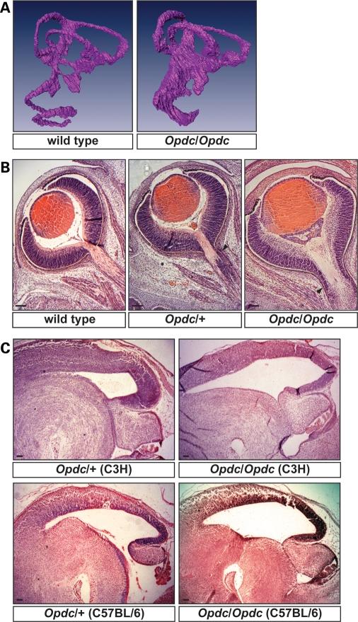 https://cdn.ncbi.nlm.nih.gov/pmc/blobs/6d31/3005898/a60c2b9d281b/ddq45703.jpg