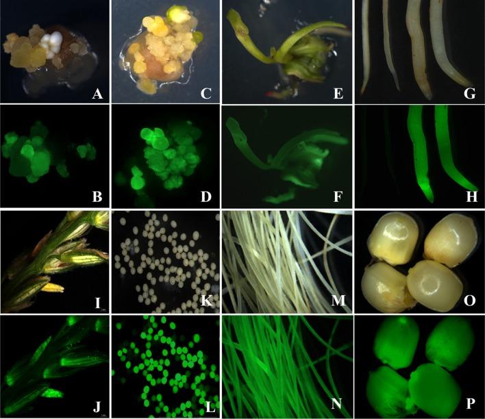 https://cdn.ncbi.nlm.nih.gov/pmc/blobs/6d31/5565672/c5a60406e355/299_2017_2169_Fig3_HTML.jpg